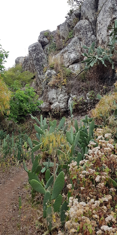 04.05.2019 Einlaufrunde auf dem Caniço-Trail um Garajau — Auf Wegen, Levadas, Trampelpfaden und über Bachbette zurück zum Ausgangspunkt — Foto 11