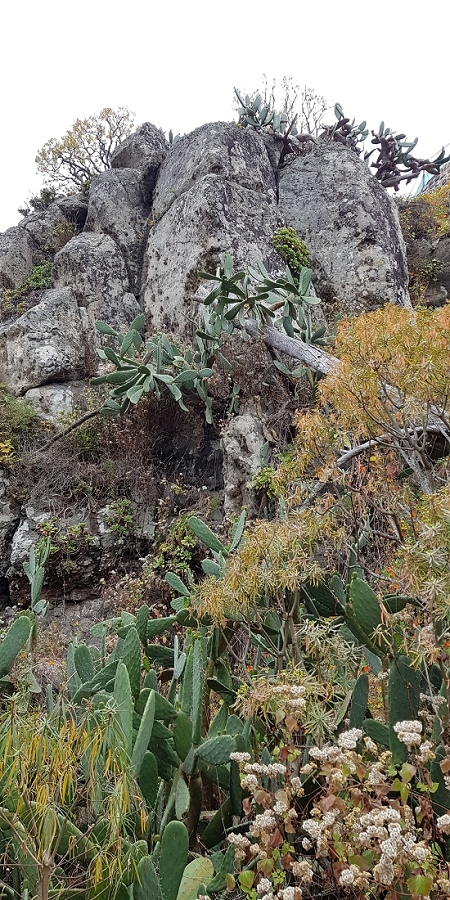 04.05.2019 Einlaufrunde auf dem Caniço-Trail um Garajau — Auf Wegen, Levadas, Trampelpfaden und über Bachbette zurück zum Ausgangspunkt — Foto 12