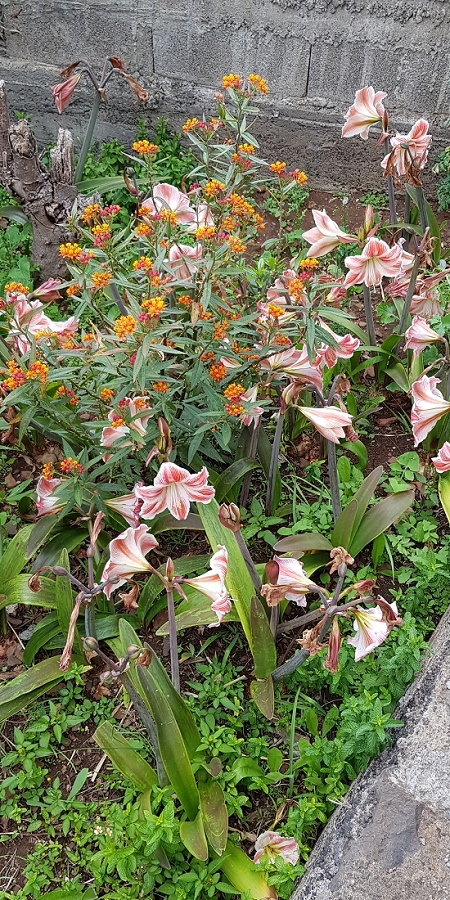 04.05.2019 Einlaufrunde auf dem Caniço-Trail um Garajau — Auf Wegen, Levadas, Trampelpfaden und über Bachbette zurück zum Ausgangspunkt — Foto 13