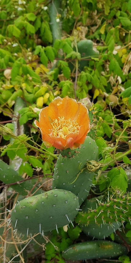 04.05.2019 Einlaufrunde auf dem Caniço-Trail um Garajau — Auf Wegen, Levadas, Trampelpfaden und über Bachbette zurück zum Ausgangspunkt — Foto 16