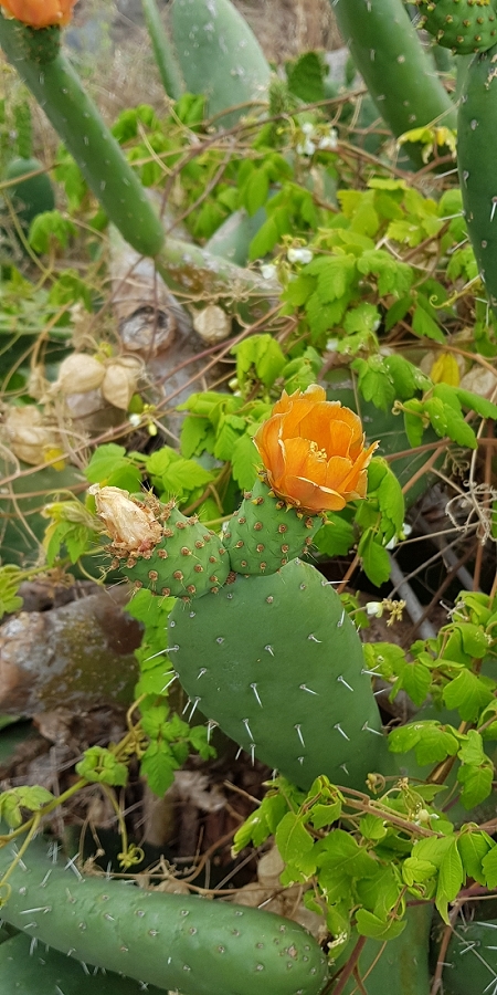 04.05.2019 Einlaufrunde auf dem Caniço-Trail um Garajau — Auf Wegen, Levadas, Trampelpfaden und über Bachbette zurück zum Ausgangspunkt — Foto 17