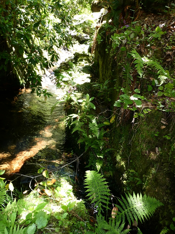Levada dos Marinheiros — Madre na Ribeira dos Marinheiros — foto 4