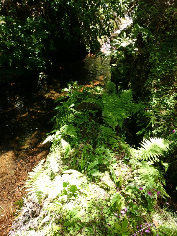 Levada dos Marinheiros — Madre na Ribeira dos Marinheiros — foto 1