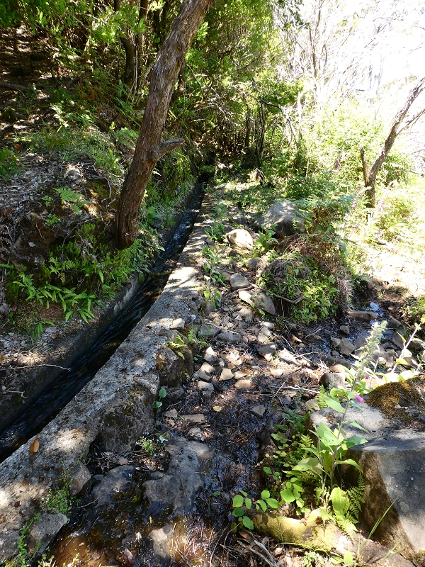 04.07.2018 Rundwanderung entlang und um die Levada dos Marinheiros — Durch Farn, Ginster und Baumheide zur Madre — Foto 57