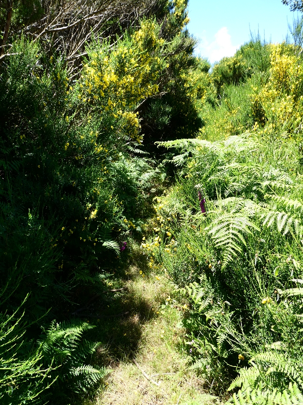 04.07.2018 Rundwanderung entlang und um die Levada dos Marinheiros — Weg zu den Schotterpisten — Foto 5