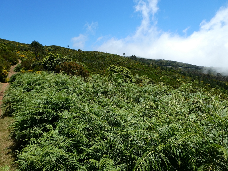 04.07.2018 Rundwanderung entlang und um die Levada dos Marinheiros — Aufstieg zur ER-210 — Foto 3