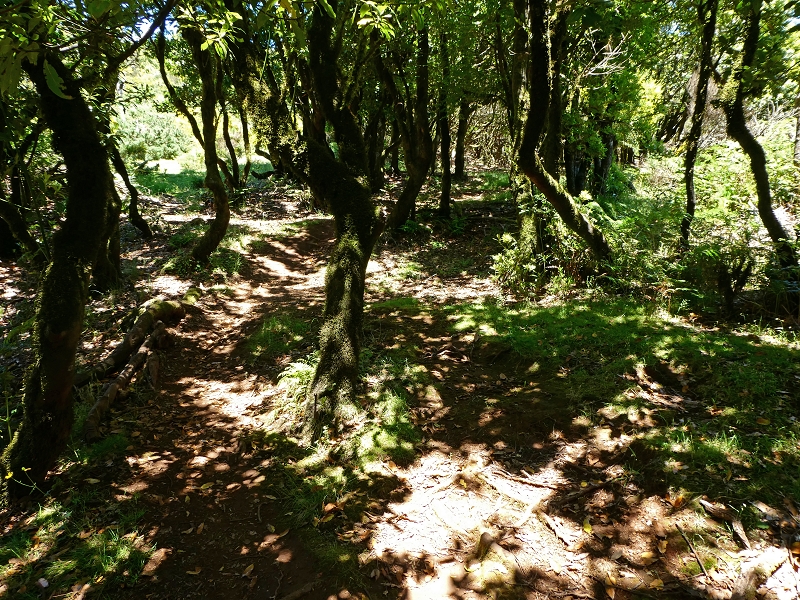 04.07.2018 Rundwanderung entlang und um die Levada dos Marinheiros — Aufstieg zur ER-210 — Foto 6