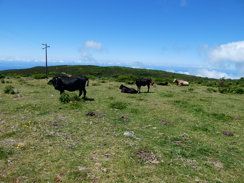 04.07.2018 Rundwanderung entlang und um die Levada dos Marinheiros — Aufstieg zur ER-210 — Foto 7