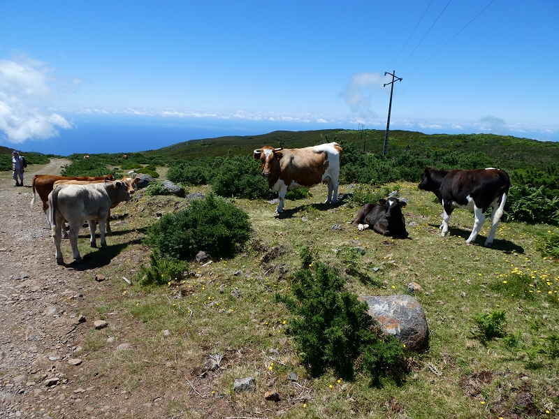 04.07.2018 Rundwanderung entlang und um die Levada dos Marinheiros — Abstieg auf Schotterpisten nach Lombada dos Marinheiros — Foto 1