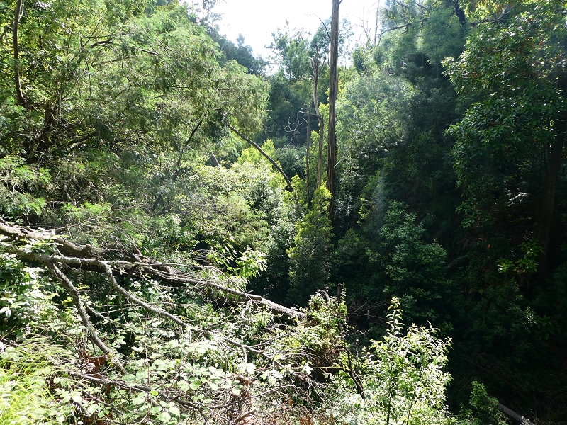 04.07.2018 Rundwanderung entlang und um die Levada dos Marinheiros — Auf der Levada Nova — Foto 12