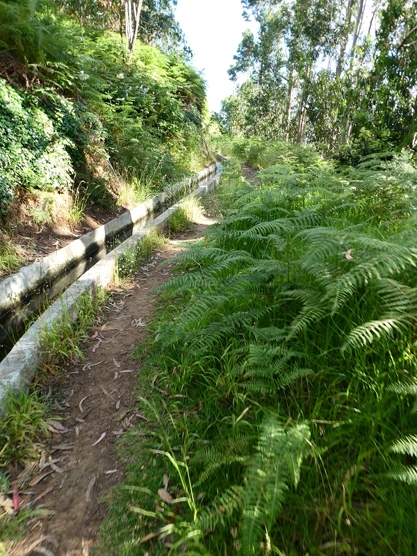 Levada Nova — Abschnitt zwischen Faja da Ovelha und Lombada dos Marinheiros — Foto 15
