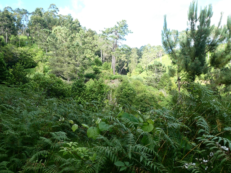 04.07.2018 Rundwanderung entlang und um die Levada dos Marinheiros — Zurück zum Ausgangspunkt — Foto 12