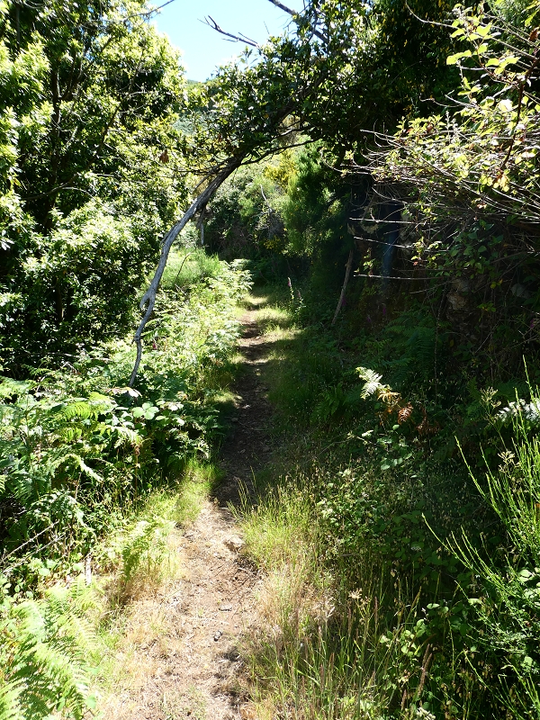 04.07.2018 Rundwanderung entlang und um die Levada dos Marinheiros — Entlang des verrohrten Abschnittes — Foto 13