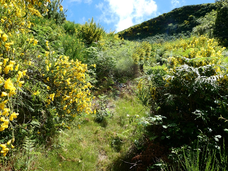 04.07.2018 Rundwanderung entlang und um die Levada dos Marinheiros — Aufstieg zur Kreuzung mit der Schotterpiste — Foto 2