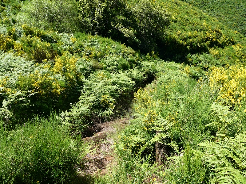 04.07.2018 Rundwanderung entlang und um die Levada dos Marinheiros — Aufstieg zur Kreuzung mit der Schotterpiste — Foto 5