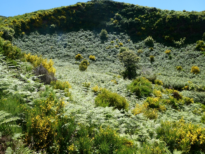 04.07.2018 Rundwanderung entlang und um die Levada dos Marinheiros — Aufstieg zur Kreuzung mit der Schotterpiste — Foto 6