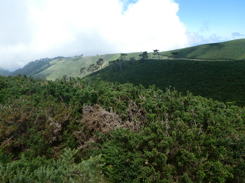 04.07.2018 Rundwanderung entlang und um die Levada dos Marinheiros — Durch Farn, Ginster und Baumheide zur Madre — Foto 1