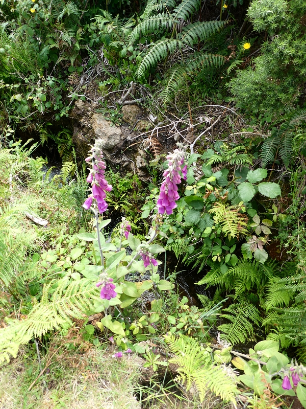 Levada dos Marinheiros — Depois no feto — foto 2