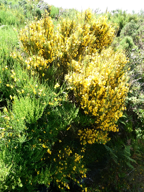 04.07.2018 Rundwanderung entlang und um die Levada dos Marinheiros — Durch Farn, Ginster und Baumheide zur Madre — Foto 5