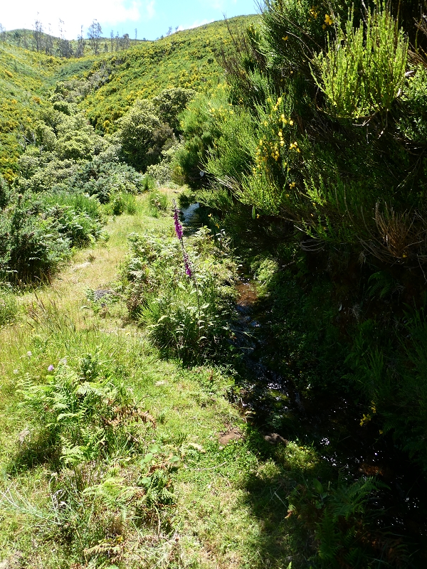 04.07.2018 Rundwanderung entlang und um die Levada dos Marinheiros — Durch Farn, Ginster und Baumheide zur Madre — Foto 6