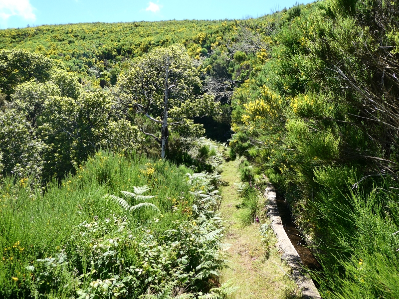 04.07.2018 Rundwanderung entlang und um die Levada dos Marinheiros — Durch Farn, Ginster und Baumheide zur Madre — Foto 7