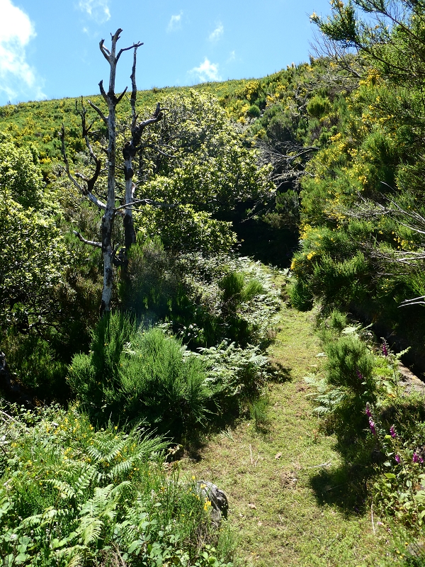 04.07.2018 Rundwanderung entlang und um die Levada dos Marinheiros — Durch Farn, Ginster und Baumheide zur Madre — Foto 8
