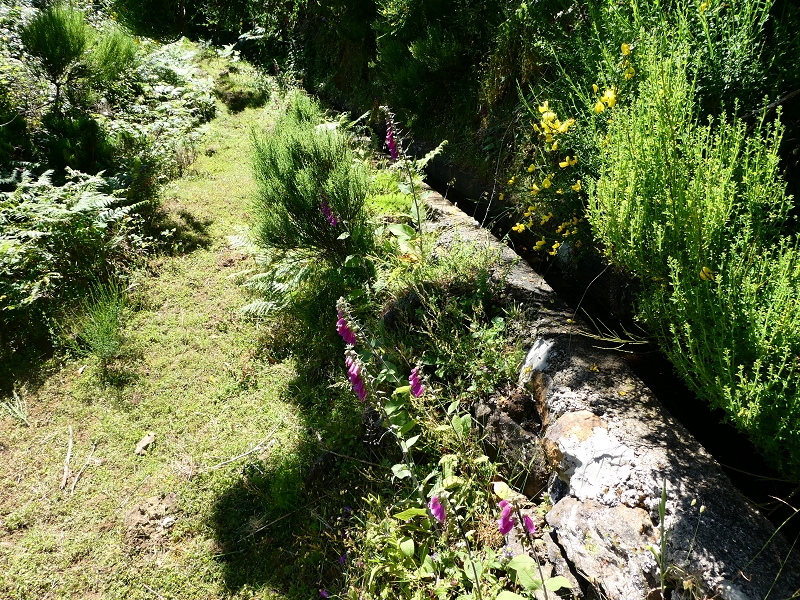 04.07.2018 Rundwanderung entlang und um die Levada dos Marinheiros — Durch Farn, Ginster und Baumheide zur Madre — Foto 9
