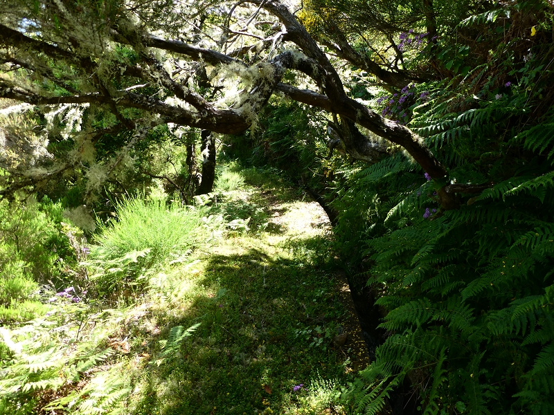 04.07.2018 Rundwanderung entlang und um die Levada dos Marinheiros — Durch Farn, Ginster und Baumheide zur Madre — Foto 10