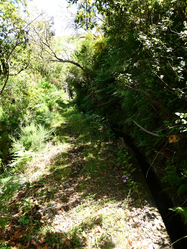 04.07.2018 Rundwanderung entlang und um die Levada dos Marinheiros — Durch Farn, Ginster und Baumheide zur Madre — Foto 11