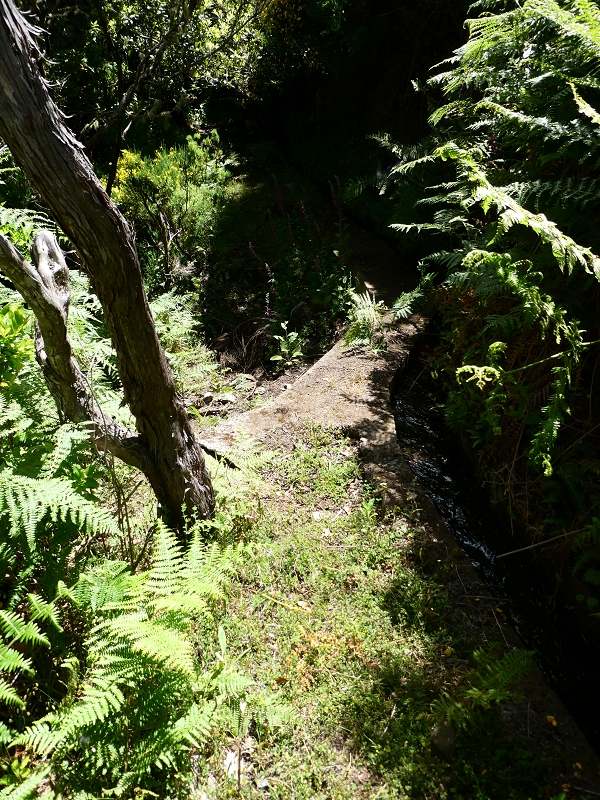 04.07.2018 Rundwanderung entlang und um die Levada dos Marinheiros — Durch Farn, Ginster und Baumheide zur Madre — Foto 12