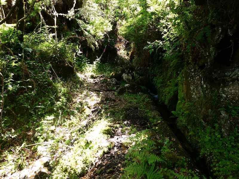 04.07.2018 Rundwanderung entlang und um die Levada dos Marinheiros — Durch Farn, Ginster und Baumheide zur Madre — Foto 13
