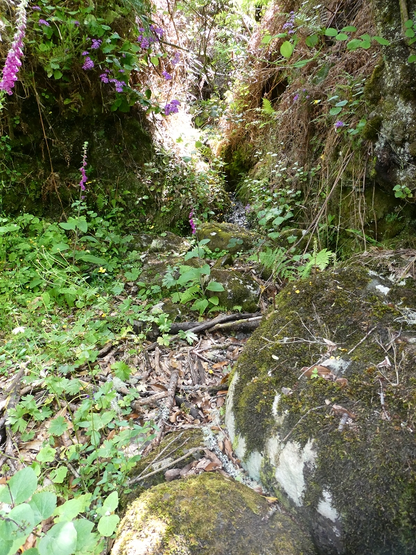 04.07.2018 Rundwanderung entlang und um die Levada dos Marinheiros — Durch Farn, Ginster und Baumheide zur Madre — Foto 14