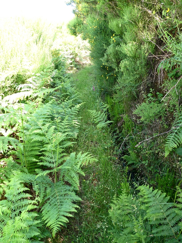 04.07.2018 Rundwanderung entlang und um die Levada dos Marinheiros — Durch Farn, Ginster und Baumheide zur Madre — Foto 15