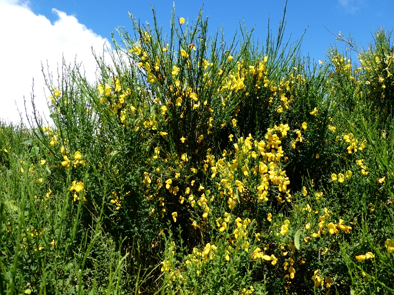 04.07.2018 Rundwanderung entlang und um die Levada dos Marinheiros — Durch Farn, Ginster und Baumheide zur Madre — Foto 16