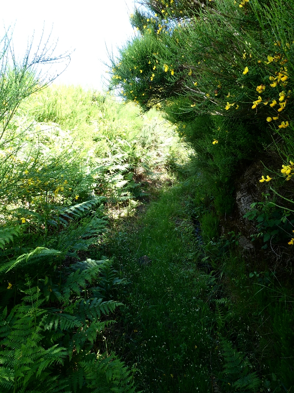 Levada dos Marinheiros — Depois na giesta — foto 1