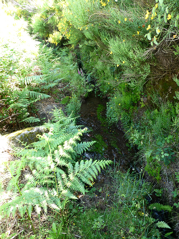Levada dos Marinheiros — Depois na giesta — foto 2
