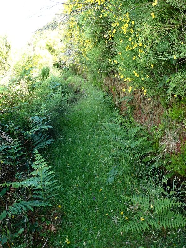 04.07.2018 Rundwanderung entlang und um die Levada dos Marinheiros — Durch Farn, Ginster und Baumheide zur Madre — Foto 19