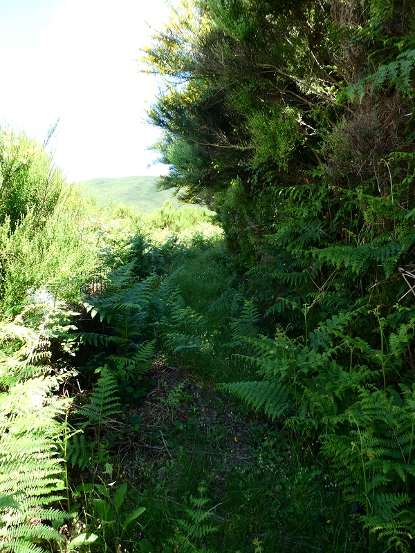 Levada dos Marinheiros — Depois na giesta — foto 3