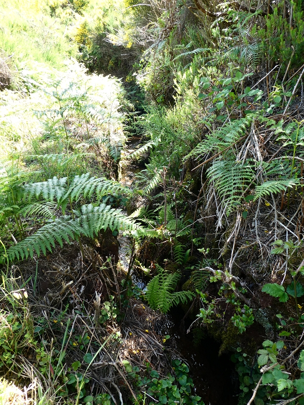 Levada dos Marinheiros — Depois na giesta — foto 4