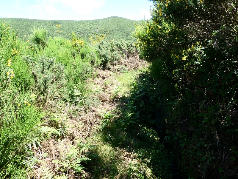 04.07.2018 Rundwanderung entlang und um die Levada dos Marinheiros — Durch Farn, Ginster und Baumheide zur Madre — Foto 23