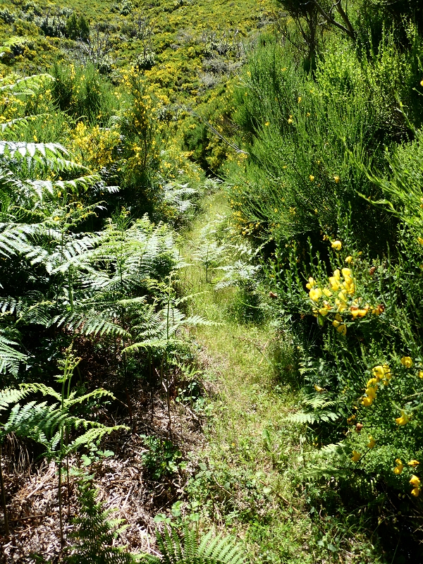 04.07.2018 Rundwanderung entlang und um die Levada dos Marinheiros — Durch Farn, Ginster und Baumheide zur Madre — Foto 24