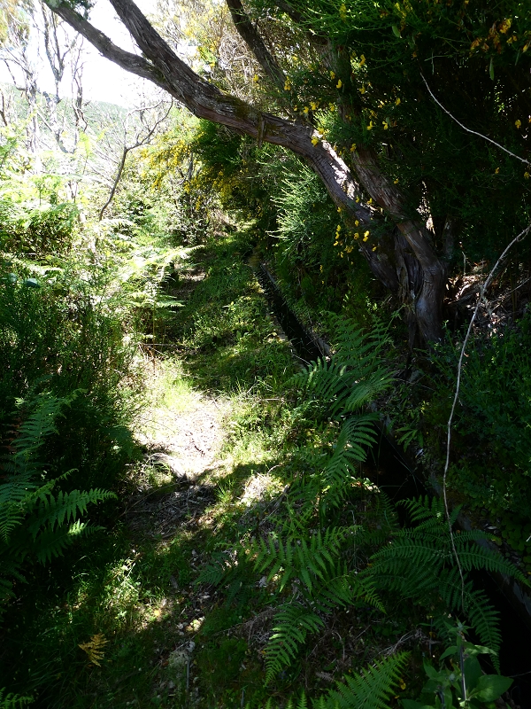 04.07.2018 Rundwanderung entlang und um die Levada dos Marinheiros — Durch Farn, Ginster und Baumheide zur Madre — Foto 25
