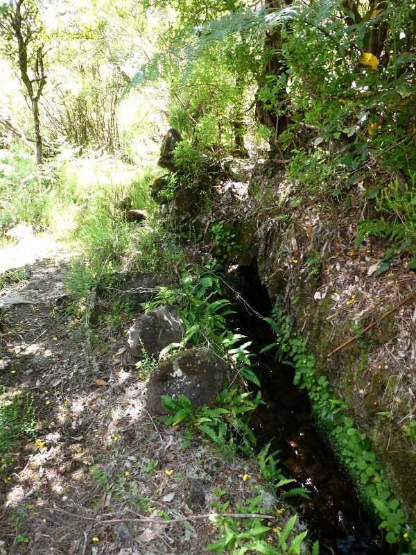 04.07.2018 Rundwanderung entlang und um die Levada dos Marinheiros — Durch Farn, Ginster und Baumheide zur Madre — Foto 26