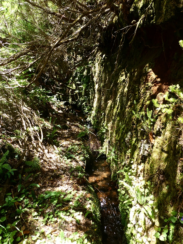 04.07.2018 Rundwanderung entlang und um die Levada dos Marinheiros — Durch Farn, Ginster und Baumheide zur Madre — Foto 27