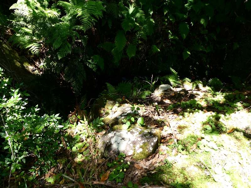 04.07.2018 Rundwanderung entlang und um die Levada dos Marinheiros — Durch Farn, Ginster und Baumheide zur Madre — Foto 28