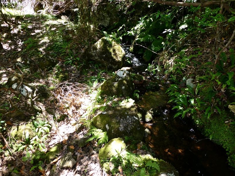 04.07.2018 Rundwanderung entlang und um die Levada dos Marinheiros — Durch Farn, Ginster und Baumheide zur Madre — Foto 29