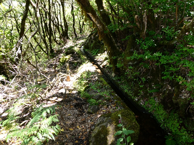 04.07.2018 Rundwanderung entlang und um die Levada dos Marinheiros — Durch Farn, Ginster und Baumheide zur Madre — Foto 30