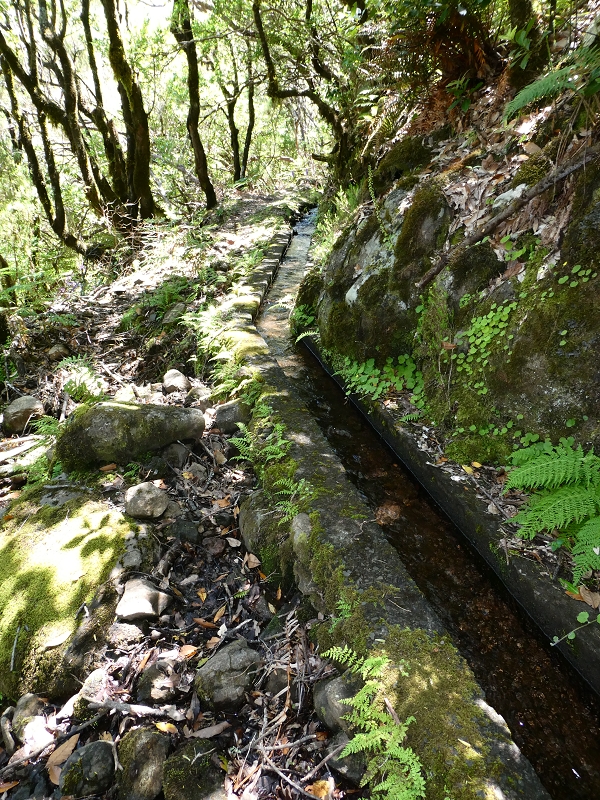 04.07.2018 Rundwanderung entlang und um die Levada dos Marinheiros — Durch Farn, Ginster und Baumheide zur Madre — Foto 31