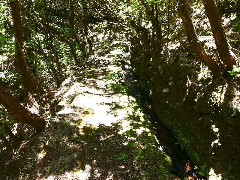 04.07.2018 Rundwanderung entlang und um die Levada dos Marinheiros — Durch Farn, Ginster und Baumheide zur Madre — Foto 32