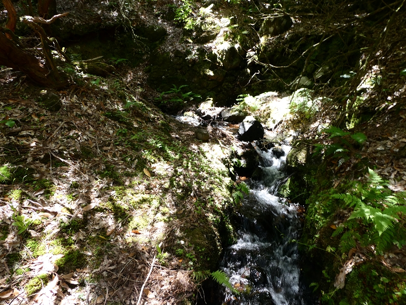 04.07.2018 Rundwanderung entlang und um die Levada dos Marinheiros — Durch Farn, Ginster und Baumheide zur Madre — Foto 33